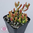 Cotyledon Papillaris 'String Form'