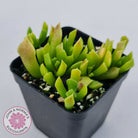 Cotyledon Papillaris 'String Form'