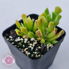 Cotyledon Papillaris 'String Form'