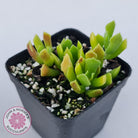 Cotyledon Papillaris 'String Form'