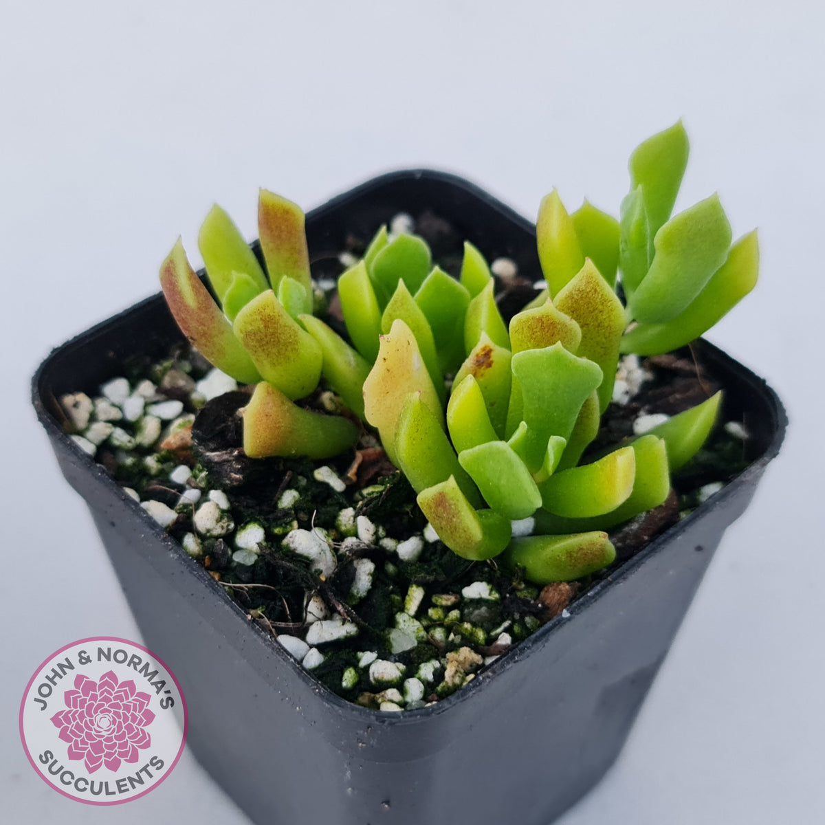 Cotyledon Papillaris 'String Form'