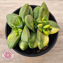 Load image into Gallery viewer, Crassula Springtime Variegated (Same Plant)
