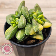 Load image into Gallery viewer, Crassula Springtime Variegated (Same Plant)
