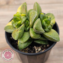 Load image into Gallery viewer, Crassula Springtime Variegated (Same Plant)
