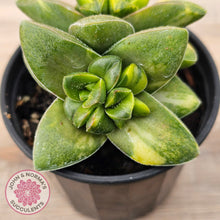 Load image into Gallery viewer, Crassula Springtime Variegated (Same Plant)
