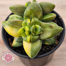 Load image into Gallery viewer, Crassula Springtime Variegated (Same Plant)
