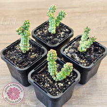 Load image into Gallery viewer, Crassula &#39;Baby Surprise&#39;
