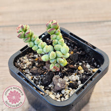 Load image into Gallery viewer, Crassula &#39;Baby Surprise&#39;
