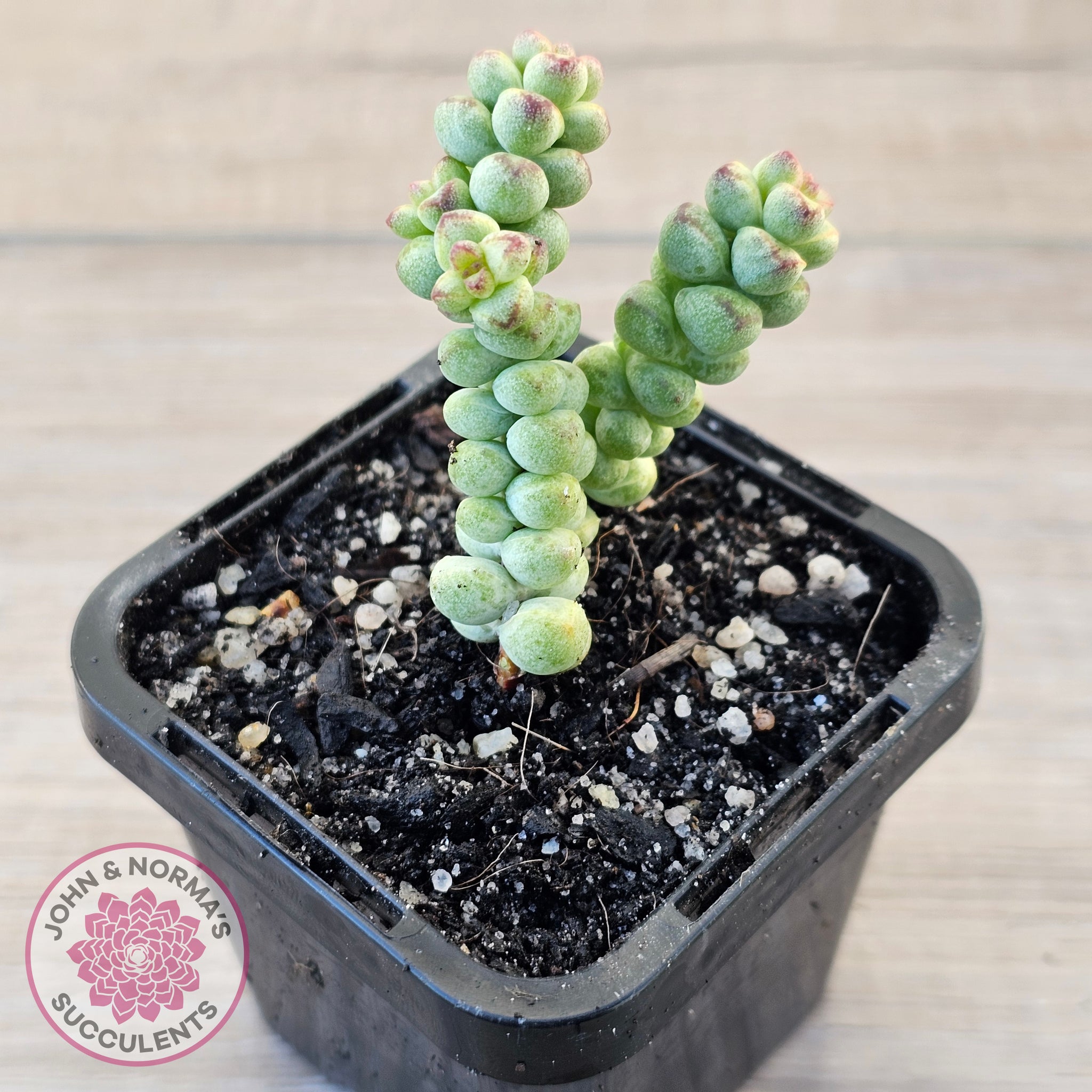 Crassula Succulents Australia | Buy Rare & Unique Plants  John & Norma's  Succulents Australia