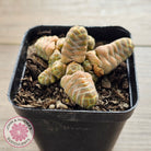 Crassula 'Barklyi'