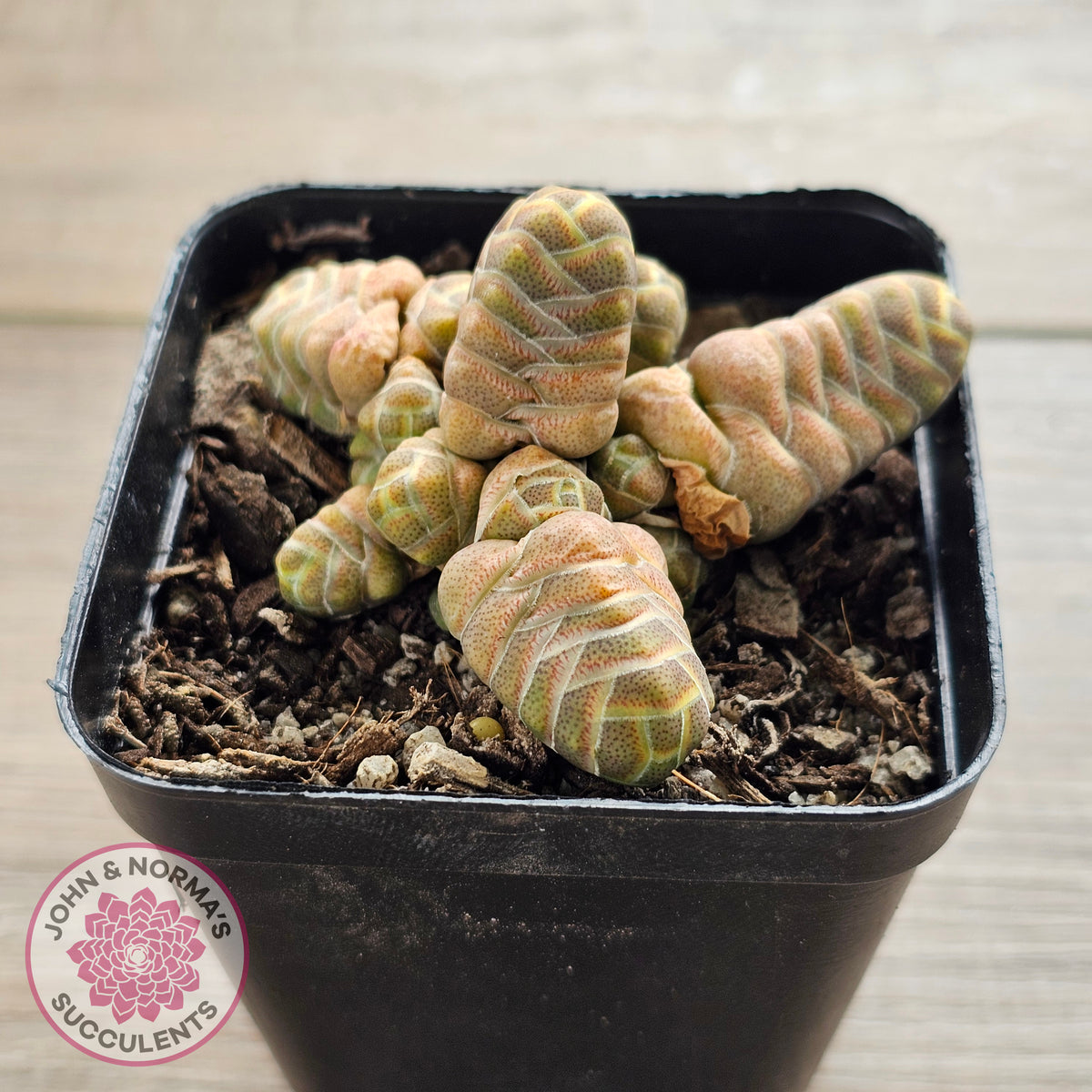 Crassula 'Barklyi'