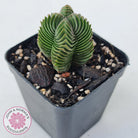 Crassula Buddha's Temple