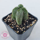 Crassula Buddha's Temple