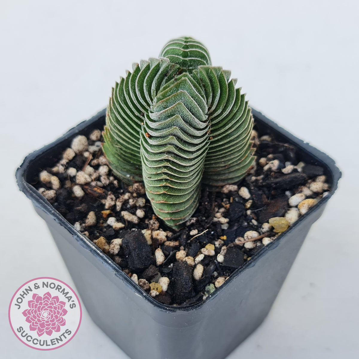 Crassula Buddha's Temple