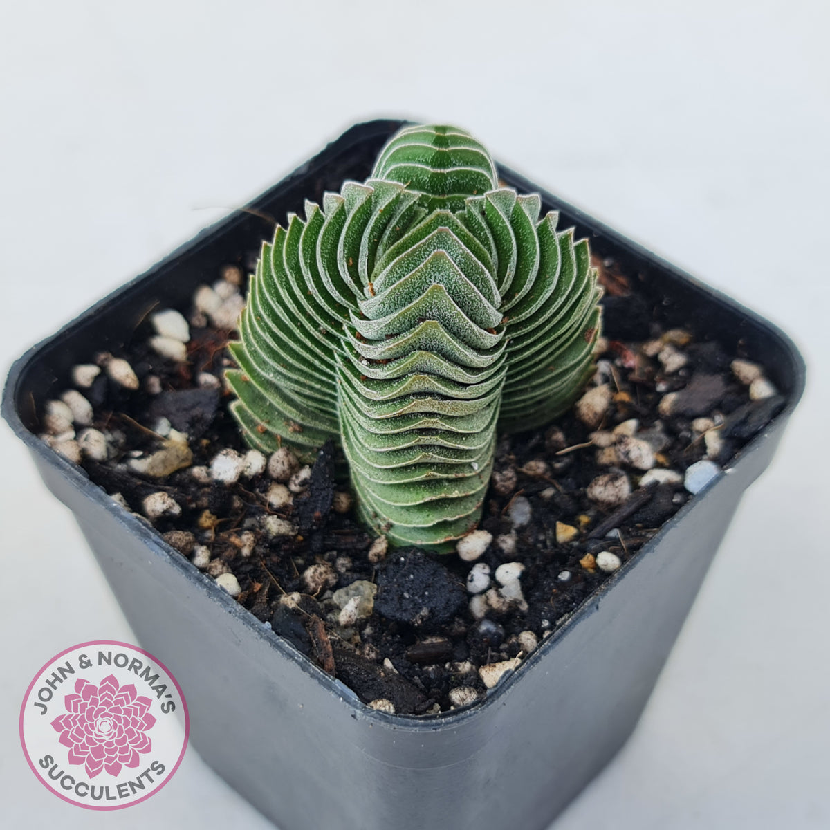 Crassula Buddha's Temple