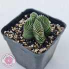 Crassula Buddha's Temple