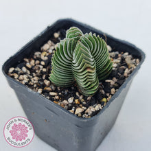 Load image into Gallery viewer, Crassula Buddha&#39;s Temple
