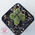 Crassula Buddha's Temple
