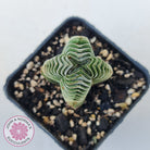 Crassula Buddha's Temple