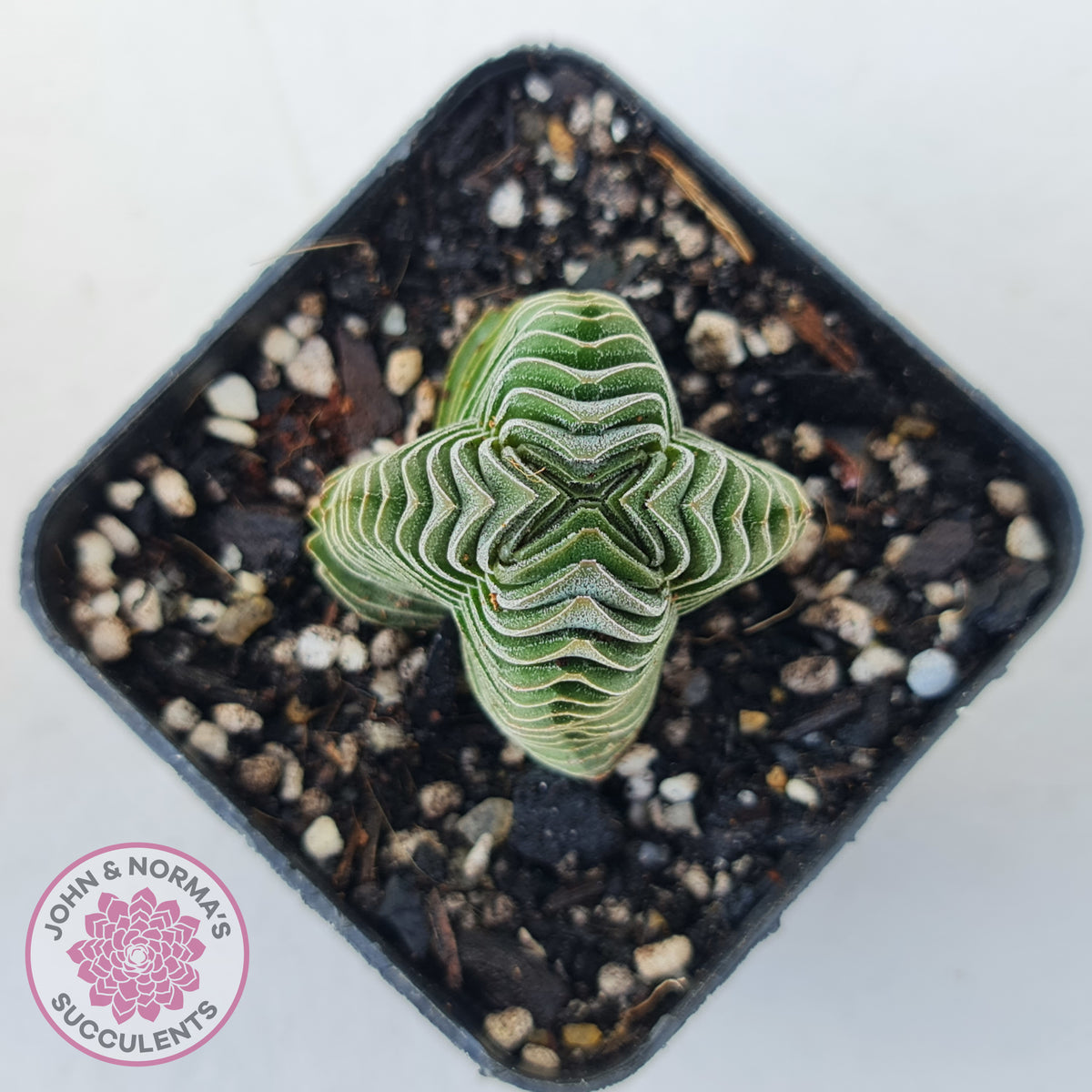 Crassula Buddha's Temple