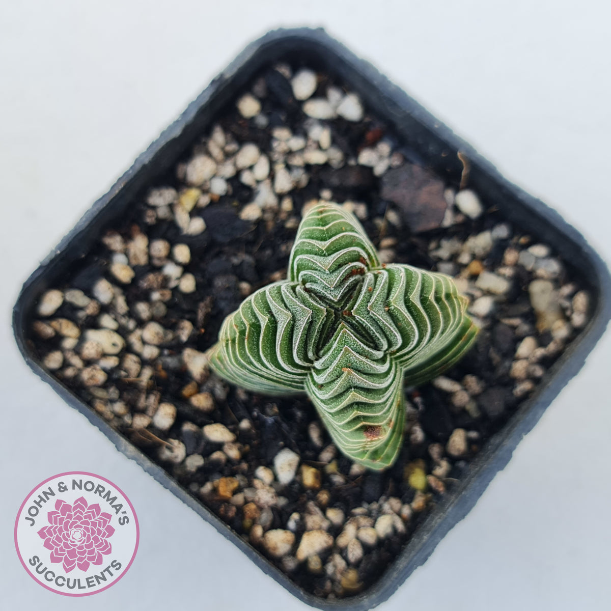 Crassula Buddha's Temple