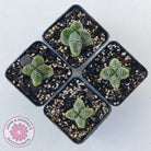 Crassula Buddha's Temple