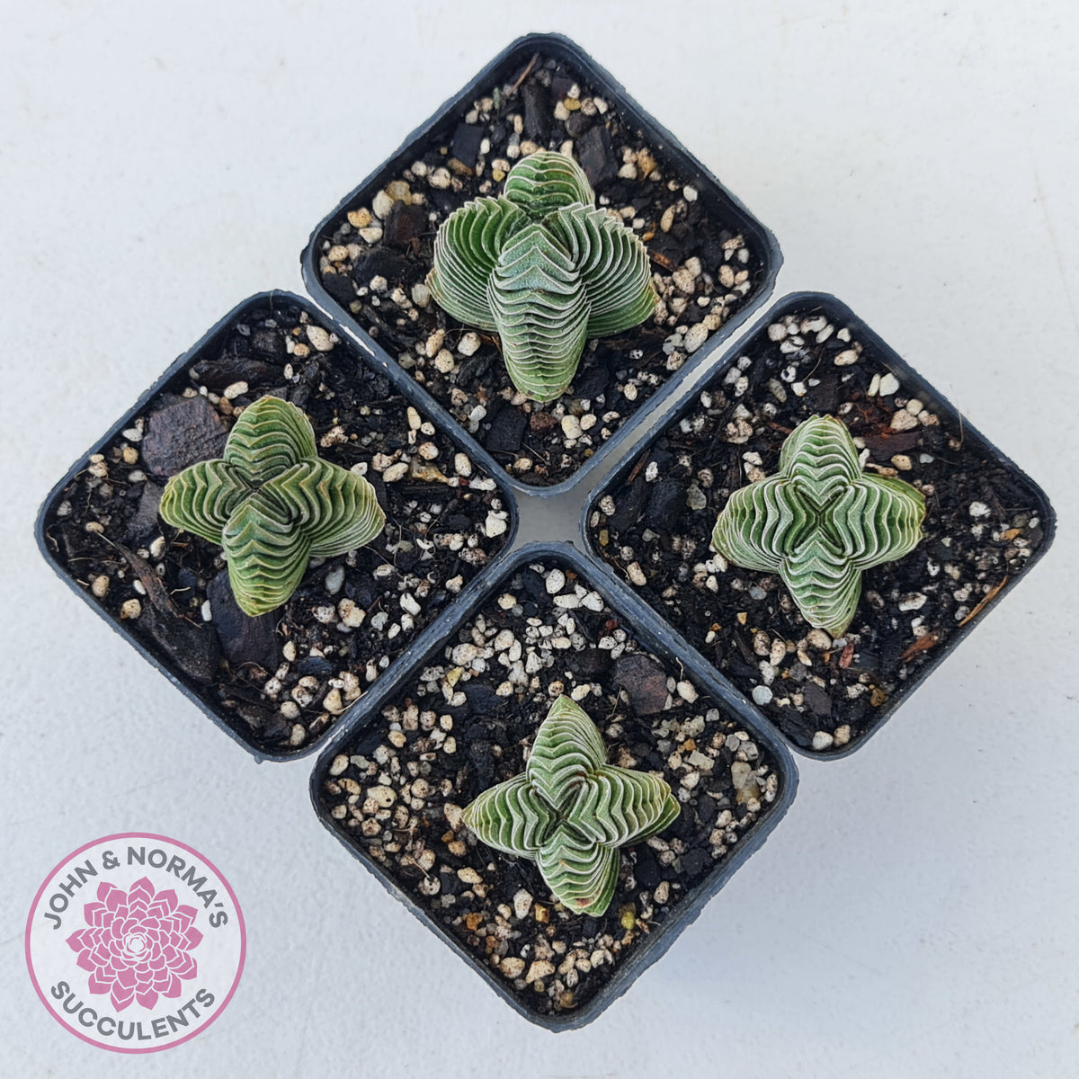 Crassula Buddha's Temple