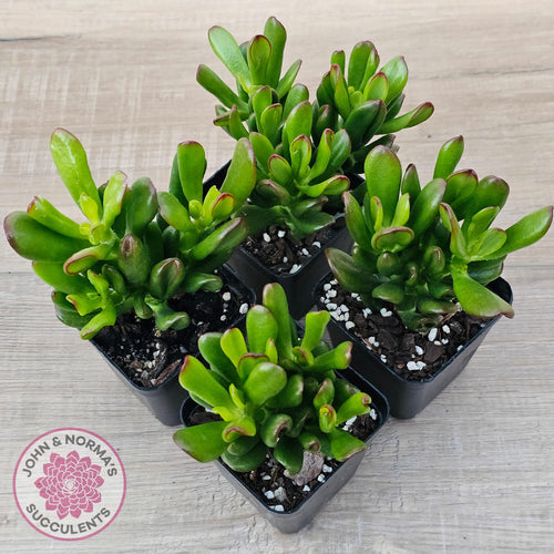 Crassula Convoluta - John & Norma's Succulents Australia