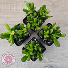 Crassula Convoluta