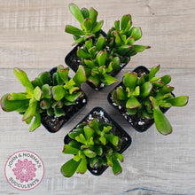 Load image into Gallery viewer, Crassula Convoluta - John &amp; Norma&#39;s Succulents Australia
