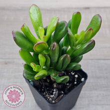 Load image into Gallery viewer, Crassula Convoluta - John &amp; Norma&#39;s Succulents Australia
