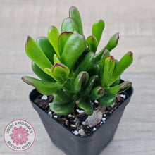 Load image into Gallery viewer, Crassula Convoluta - John &amp; Norma&#39;s Succulents Australia
