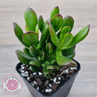 Crassula Convoluta
