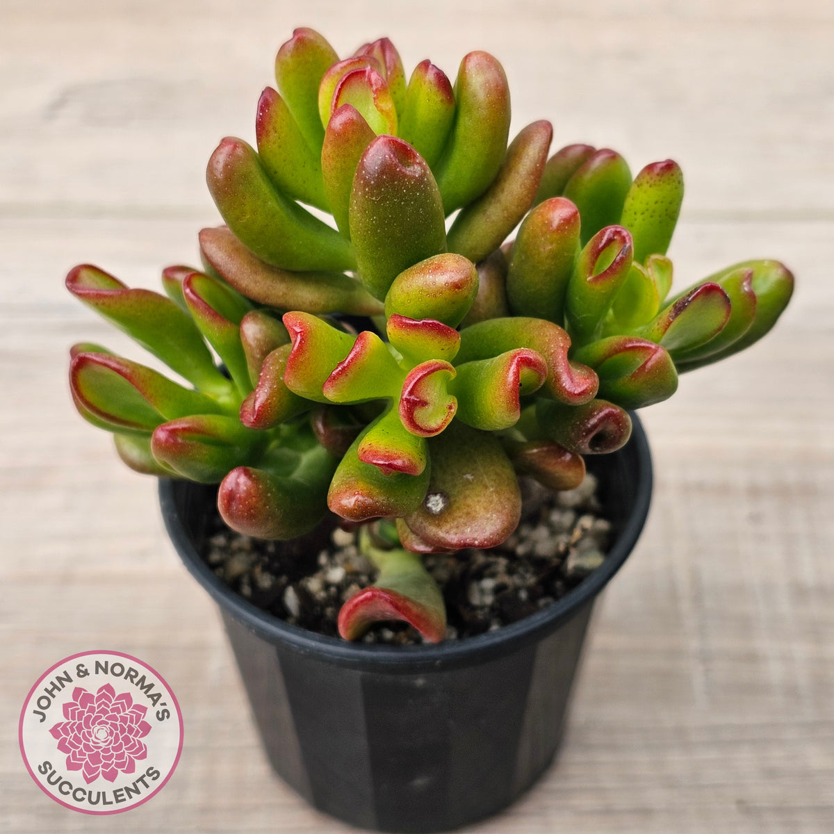 Crassula Convoluta