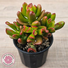 Load image into Gallery viewer, Crassula Convoluta
