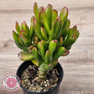 Crassula Convoluta