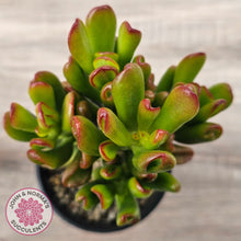 Load image into Gallery viewer, Crassula Convoluta
