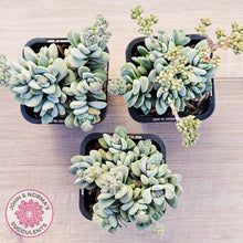 Load image into Gallery viewer, Crassula 'Coralita'
