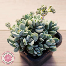 Load image into Gallery viewer, Crassula 'Coralita'
