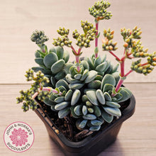 Load image into Gallery viewer, Crassula 'Coralita'
