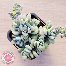 Load image into Gallery viewer, Crassula 'Coralita'
