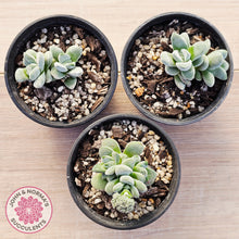 Load image into Gallery viewer, Crassula 'Coralita'
