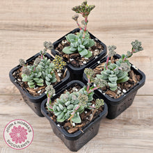 Load image into Gallery viewer, Crassula &#39;Coralita&#39;
