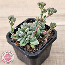 Load image into Gallery viewer, Crassula &#39;Coralita&#39;
