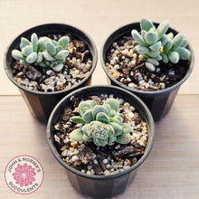 Load image into Gallery viewer, Crassula 'Coralita'
