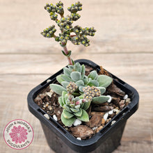 Load image into Gallery viewer, Crassula &#39;Coralita&#39;
