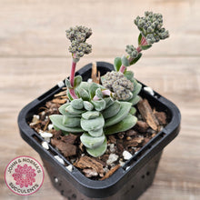 Load image into Gallery viewer, Crassula &#39;Coralita&#39;
