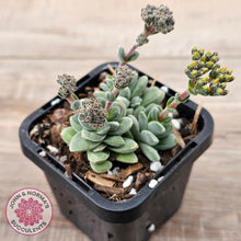 Load image into Gallery viewer, Crassula &#39;Coralita&#39;
