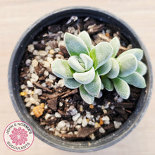 Load image into Gallery viewer, Crassula 'Coralita'
