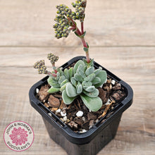 Load image into Gallery viewer, Crassula &#39;Coralita&#39;
